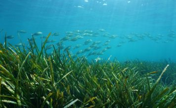 Fugro boosts ocean habitat mapping technology by teaming up with PlanBlue
