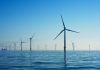 NIRAS joins new industry project driving nature inclusivity in offshore wind farms